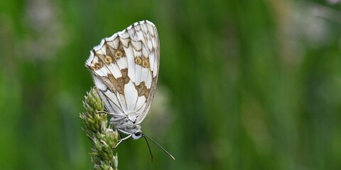 papillon demi-deuil 4