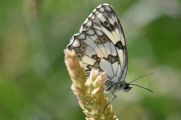 papillon demi-deuil 2