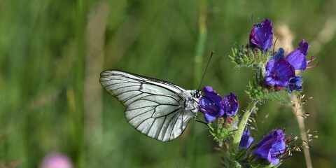 papillon gazé 1