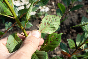symptom of fungal disease is hole spotting on cherry leaves. disease of stone fruit crops of Clasterosporium Carpophilum