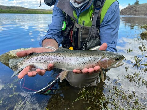 catch of a beautiful rainbow trout by a fly fisherman