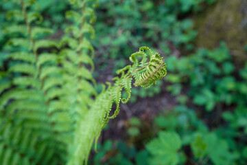 Close up of fern fronds