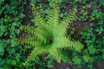 Close up of fern fronds
