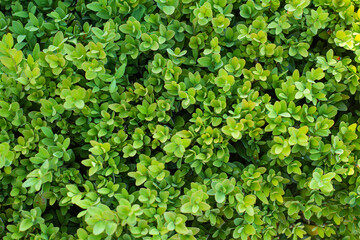 Fototapeta na wymiar green boxwood leaves in summer day background