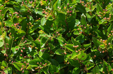 Fototapeta na wymiar green bush with berries in summer day background