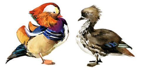 Mandarin duck isolated on white background, watercolor illustration