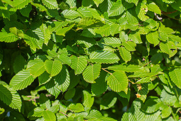 Fototapeta na wymiar green leaves in summer day background