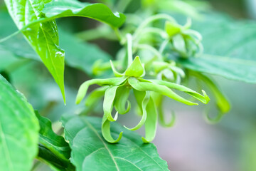 Ylang-ylang flower blooming hang on branch of tree ( Cananga odorata )