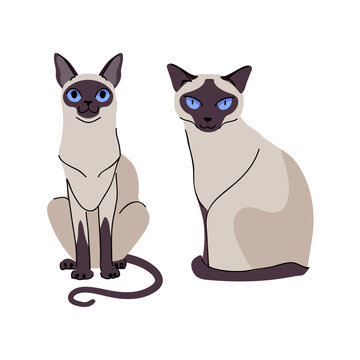 Siamese cat vector set on white background. Pet character animal illustration