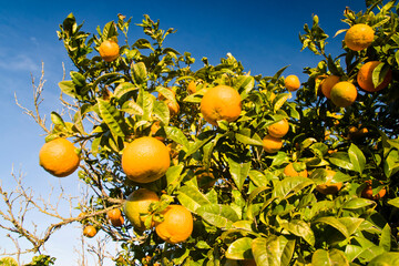 Huerto cerca de Can Xumeu. Sant Carles de Peralta.Es Amunts.Ibiza.Balearic islands.Spain.