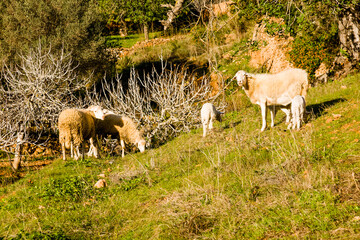 Es Pou D`Es Lleó. sant Carles de Peralta. Es Amunts.Ibiza.Balearic islands.Spain.