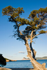 Fototapeta premium Sabinar de Cala Bassa, Juniperus phoenicea. Parque natural Cala Bassa-Cala Compte.Ibiza.Balearic islands.Spain.