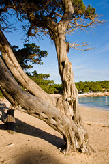Sabinar de Cala Bassa, Juniperus phoenicea. Parque natural Cala Bassa-Cala Compte.Ibiza.Balearic islands.Spain.