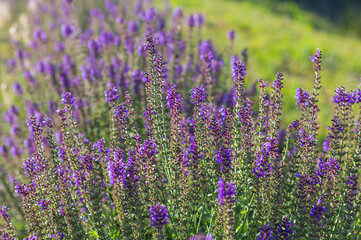Fototapeta premium lavender in backlight background