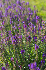 lavender in backlight background