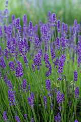 Purple lavender flowers in summer day background