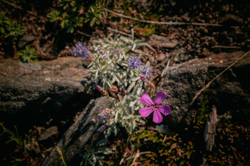 Pink rosemary flowers on the shore of Lake Baikal, hilly area, nature