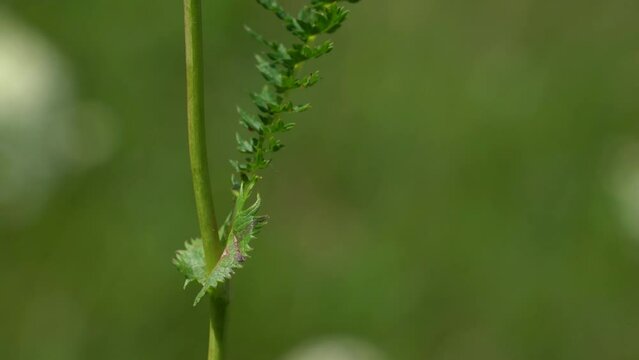 Dropwort in natural environment, leaves (Filipendula vulgaris) - (4K)