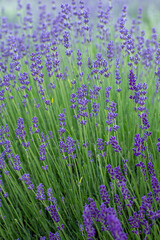 Obraz premium Purple lavender flowers in summer day background