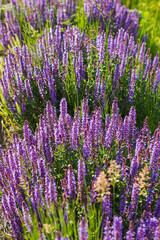 Naklejka premium purple lavender flowers on a sunny day background