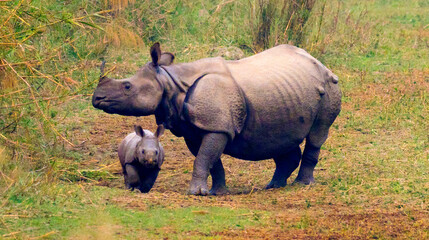 Fototapeta premium Greater One-horned Rhinoceros, Indian Rhinoceros, Asian Rhino, Rhinoceros unicornis, Wetlands, Royal Bardia National Park, Bardiya National Park, Nepal, Asia