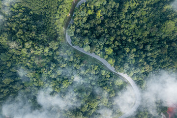 morning green forest and fog