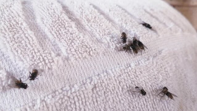 Groups of Flies on clothes and dirty insects flies on white tow and Nature insects