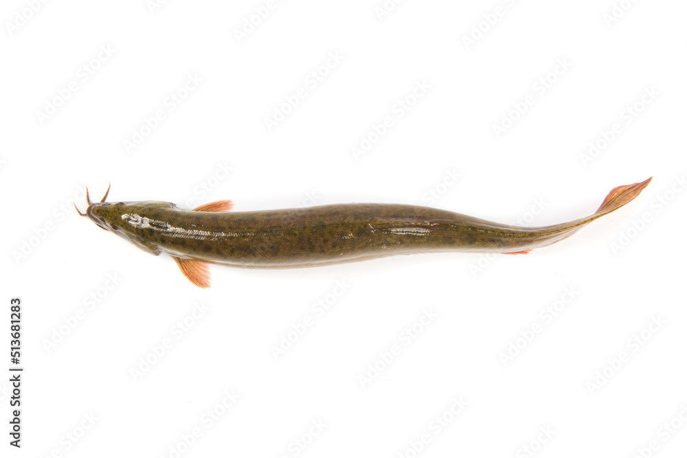 Wall mural Fresh loach isolated on white background