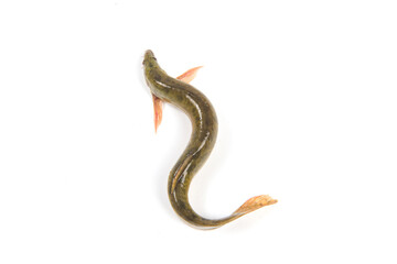 Fresh loach isolated on white background