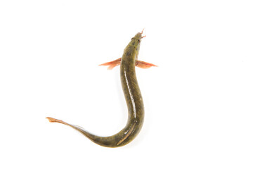 Fresh loach isolated on white background