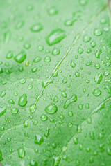  green leaf with rain drops background. 