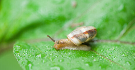 wild snail in shell crawling on green leaf with water drops