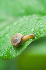 wild snail in shell crawling on green leaf with water drops