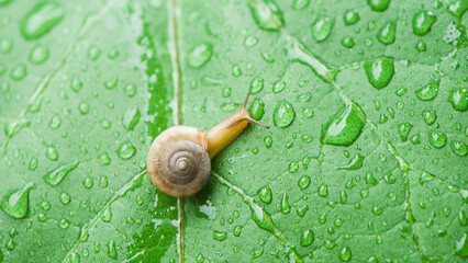 wild snail in shell crawling on green leaf with water drops