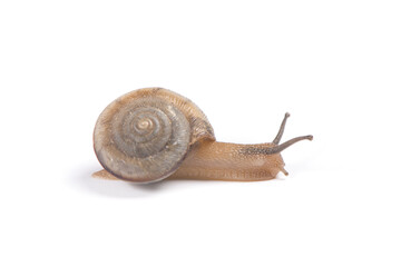 Common garden snail crawling isolated on white background