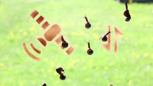 Concept of fast Internet on example of garden snails.