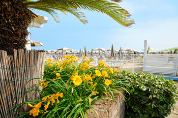 View of the beach with yellow flowers and a palm tree in the foreground on a sunny summer day, in...