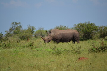 rhino