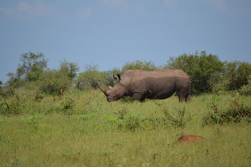 Naklejka premium rhino in the wild