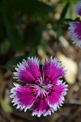 Obraz premium sweet william