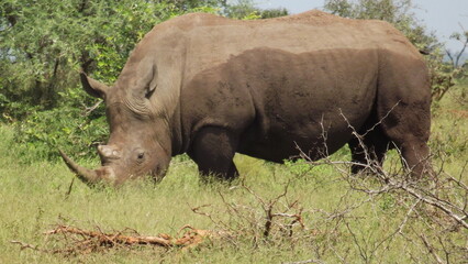 Naklejka premium rhino in the wild