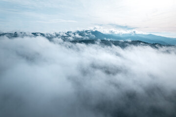 morning green forest and fog