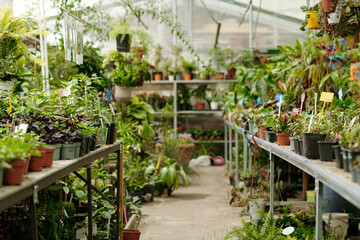 Horizontal image of flower shop with a large assortment of wild and house plants in pots standing on counters