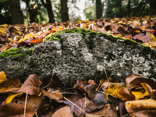 autumn leaves on the ground