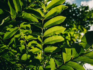 green leaves background