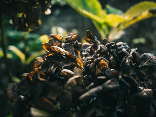 Wilted hydrangea flower