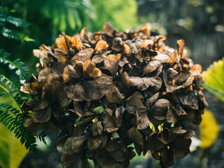Wilted hydrangea flower