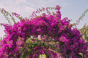 bougainvillea blooms in a decorative alley or arch