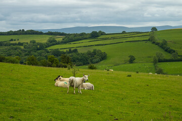 Sheep at a green pasture look at the camera in Wales