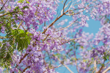 Jacaranda in bloom at springtime. It is a beautiful ornamental tree with a stunning color of flowers